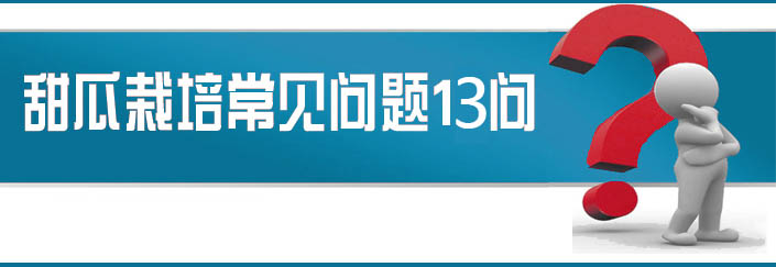 蔬菜種子栽培技術(shù)-<strong><font color='#006428'>甜瓜栽培常見問題13問？</font></strong>