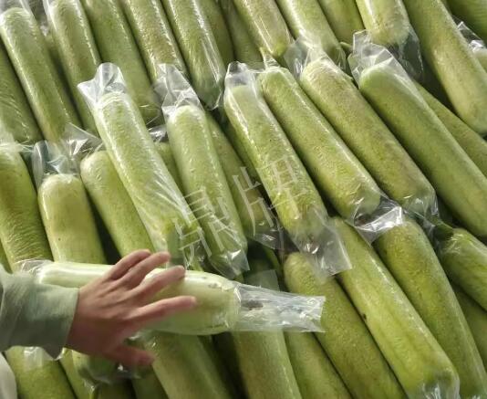 蔬菜種子種植戶客戶點(diǎn)評-這個(gè)絲瓜每畝能掙3萬，惠州客戶很滿意！