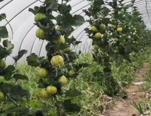 蔬菜種子種植戶客戶點(diǎn)評-我的乖乖，一株坐果15個(gè)，6元1斤，好賣得很！