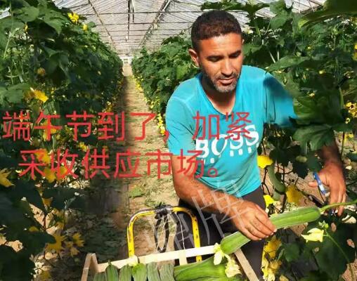 蔬菜種子種植戶客戶點(diǎn)評-羨慕！每公斤24元，“優(yōu)比1號”在法國的表現(xiàn)…