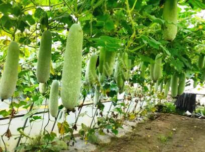蔬菜種子種植戶客戶點(diǎn)評-我種的冬瓜，肉緊味甜，按個(gè)賣！