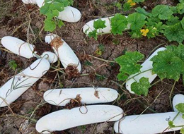蔬菜種子種植戶客戶點評-您種植過“堆堆瓜”嗎？看一看，地上全是瓜！一睹芳容！