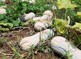 蔬菜種子種植戶客戶點評-一袋種子100粒，輕松賺回3000元...