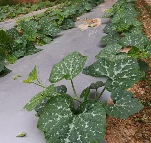 菜農(nóng)種植無需噴農(nóng)藥的蔬菜，不僅栽培簡單、而且效益高