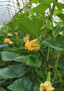 蔬菜種子種植戶客戶點(diǎn)評(píng)-在大棚內(nèi)栽培“健美蜜本”南瓜，怎么樣？看菜農(nóng)石昌斌發(fā)來(lái)的圖片