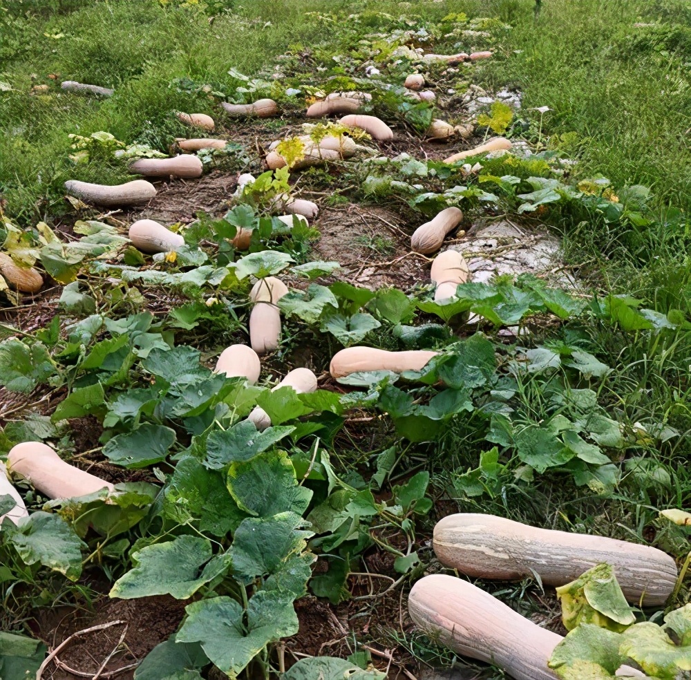 一位轉(zhuǎn)業(yè)后的特種兵，辦農(nóng)場種瓜菜，靠1個優(yōu)點(diǎn)，年賺200萬