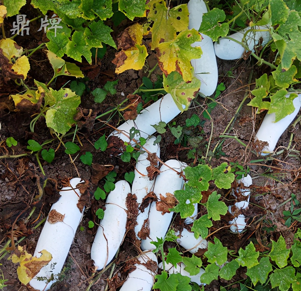 畝產(chǎn)值可達3萬元的冬瓜終上市，21年科研沉淀成就它
