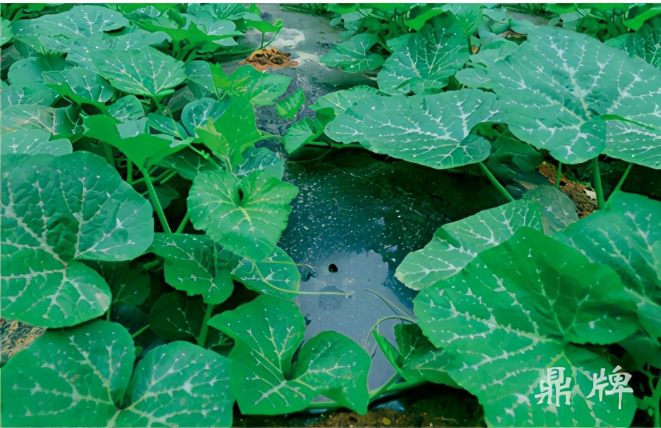 種這種綠葉菜，栽培輕松，畝產(chǎn)值過(guò)萬(wàn)元，菜農(nóng)表示很劃算