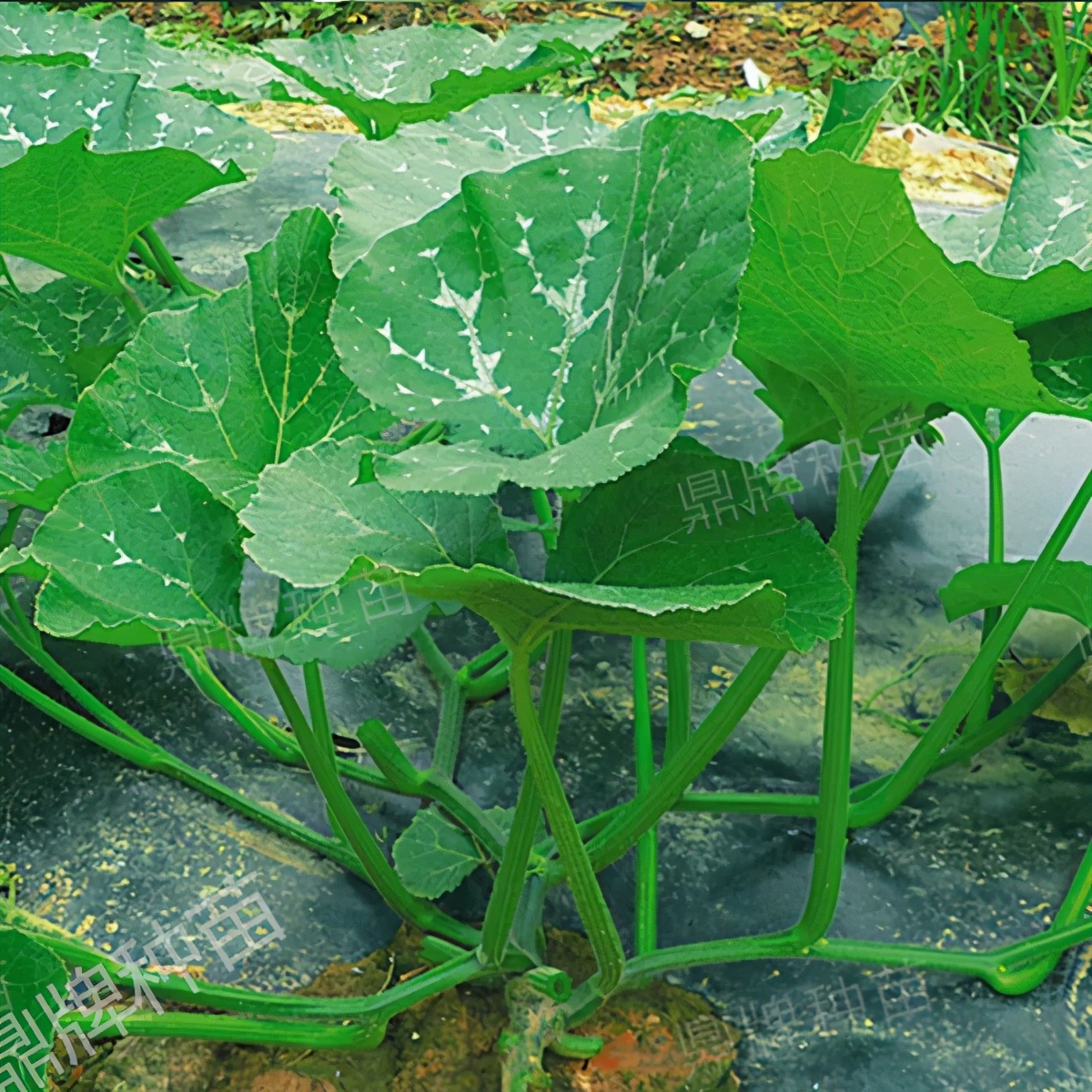 種這種綠葉菜，栽培輕松，畝產(chǎn)值過(guò)萬(wàn)元，菜農(nóng)表示很劃算
