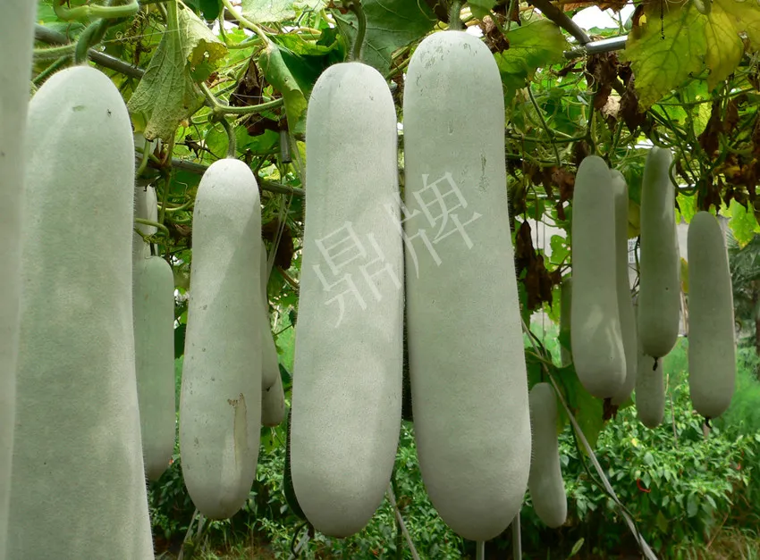 這個(gè)品種太優(yōu)秀了！耐儲耐運(yùn)，適合大面積種植，菜農(nóng)瓜販都喜歡