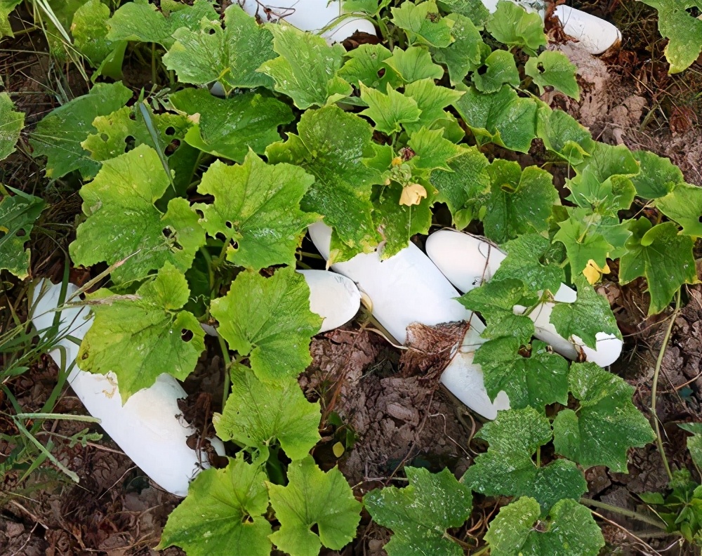 這個(gè)品種太優(yōu)秀了！耐儲耐運(yùn)，適合大面積種植，菜農(nóng)瓜販都喜歡