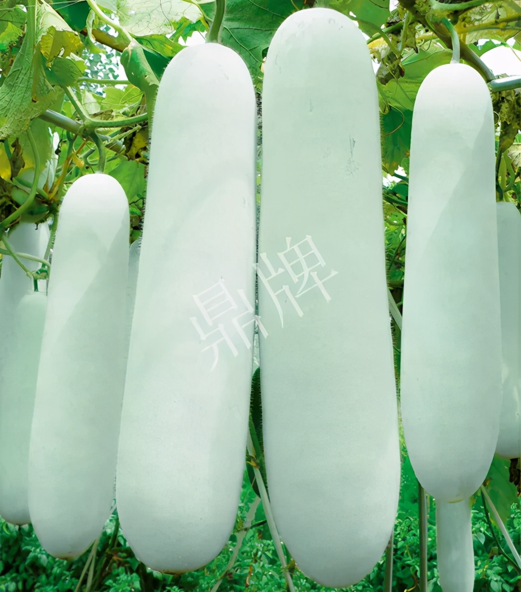 這個(gè)品種太優(yōu)秀了！耐儲耐運(yùn)，適合大面積種植，菜農(nóng)瓜販都喜歡