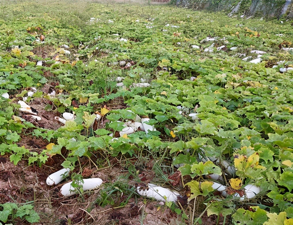 這個(gè)品種太優(yōu)秀了！耐儲耐運(yùn)，適合大面積種植，菜農(nóng)瓜販都喜歡