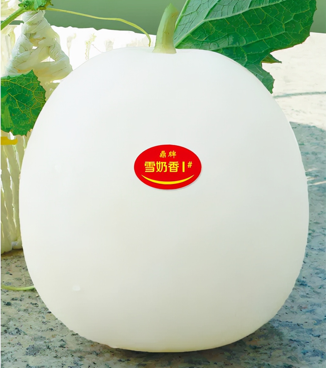 河南焦作的李向林今年種植甜瓜新品種，客戶直接拉貨走人