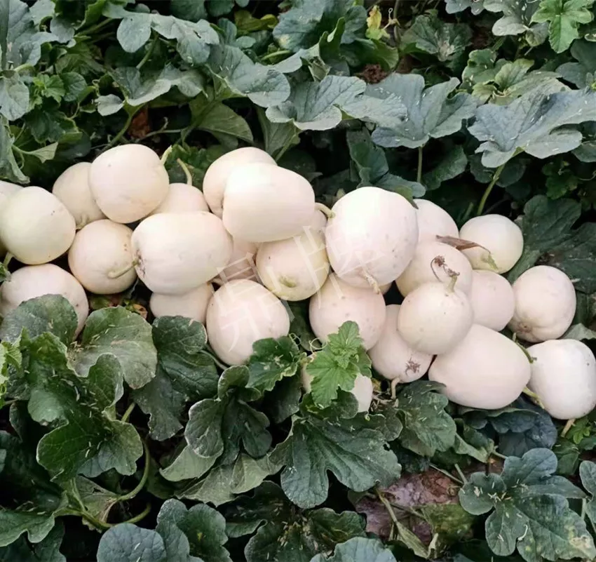 河南焦作的李向林今年種植甜瓜新品種，客戶直接拉貨走人