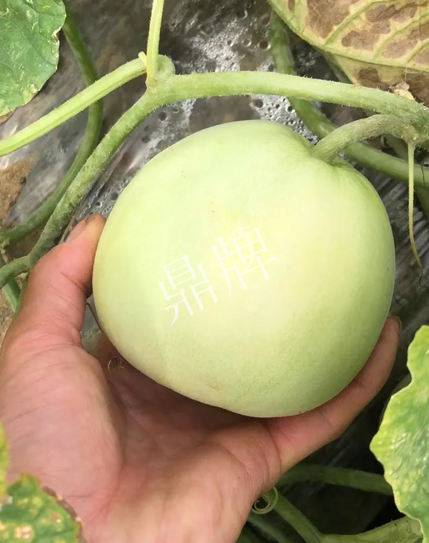郴州農(nóng)戶種植新品種，果實又香又甜，很好賣