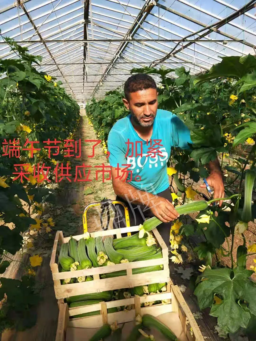 鎮(zhèn)江的何青萍，在法國種植“優(yōu)比1號”每公斤24元