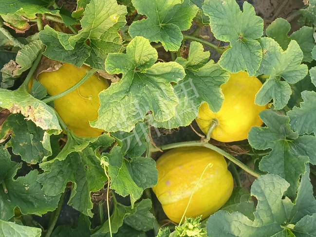 蔬菜種子種植戶客戶點(diǎn)評-種它！種它！高溫季節(jié)就種它！