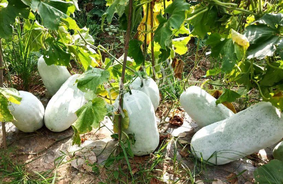 蔬菜種子種植戶客戶點(diǎn)評-驚訝！炎炎烈日下，小孩大聲喊：“大雪球！大雪球……”怎樣一回事？