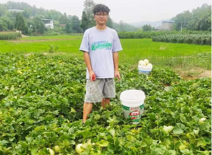 蔬菜種子種植戶客戶點評-甜瓜新品上市，每個賣9元，很暢銷！