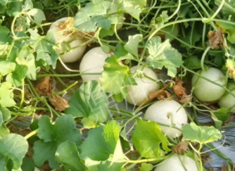 蔬菜種子種植戶種植心得-真有這么好嗎？這個品種我試種了一畝地，猜猜