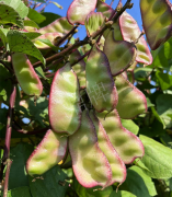 蔬菜種子種植戶客戶點(diǎn)評(píng)-價(jià)格好得讓種植者笑咪咪的，這個(gè)神奇的品種在霜降后還是串串結(jié)莢！