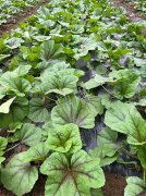 蔬菜種子種植戶客戶點(diǎn)評(píng)-第一次種植這種菜，現(xiàn)在可以上市了，大家?guī)臀医ㄗh一下，能賣個(gè)什么價(jià)格？