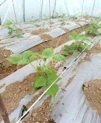 蔬菜種子種植戶客戶點(diǎn)評(píng)-超早！超早！我的扁豆2月15日“逆季”上市……