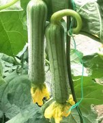 蔬菜種子種植戶客戶點(diǎn)評(píng)-這瓜，太美了！太美了！但我這個(gè)老菜農(nóng)……唉！