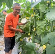 蔬菜種子種植戶客戶點(diǎn)評(píng)-干農(nóng)業(yè)，有喜悅嗎？有的，請(qǐng)看！