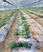蔬菜種子種植戶客戶點(diǎn)評(píng)-三倍體絲瓜到底是斷頭好？還是不斷頭好？看看這位老板的做法……