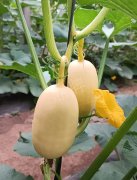 蔬菜種子種植戶客戶點(diǎn)評(píng)-瓜菜價(jià)格不好，太卷了！看一位種植大戶穩(wěn)穩(wěn)賺錢(qián)的經(jīng)驗(yàn)…