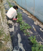 蔬菜種子種植戶客戶點(diǎn)評(píng)-我想要一個(gè)抗高溫又品質(zhì)優(yōu)良的甜瓜品種，終于找到了！